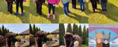 Wizyta w zagrodzie alpak